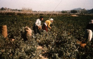 1966: Villagers picking tomatoes, a key crop in Palomares 